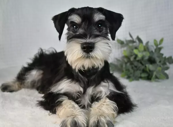 Miniature Schnauzer - Astro