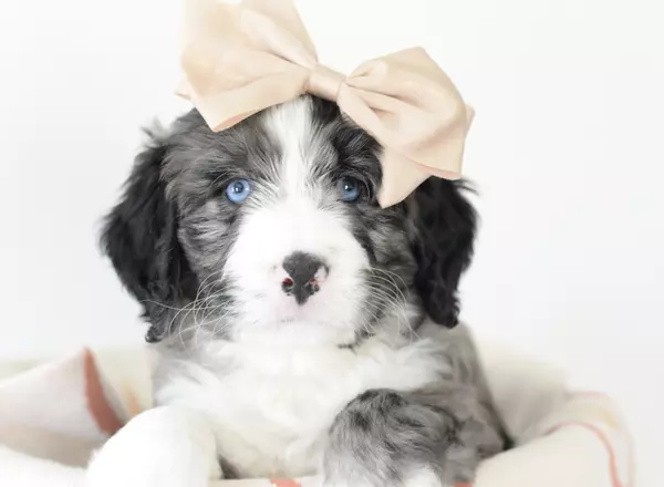 Bernedoodle - Standard - Norway