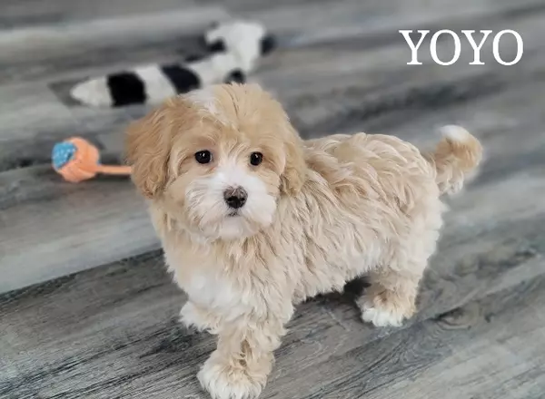 Maltipoo - YOYO