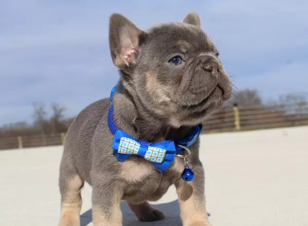 French Bulldog - Marlo