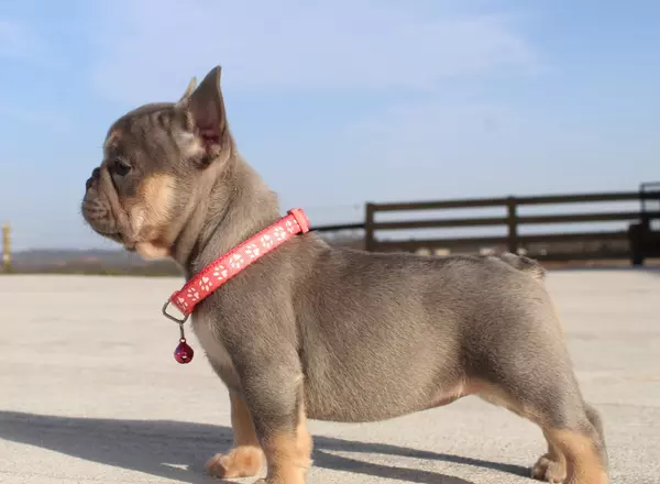 French Bulldog - Stella