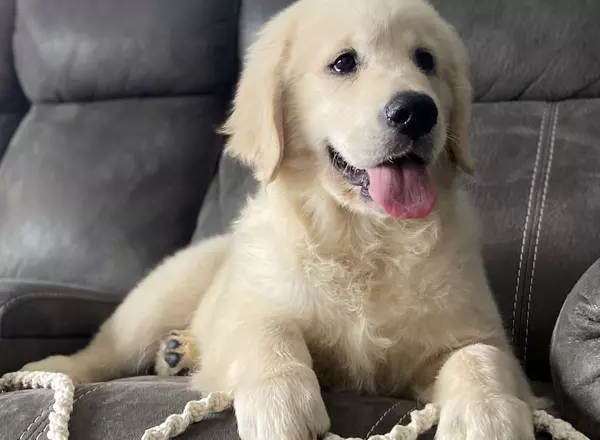 Golden Retriever - Henry