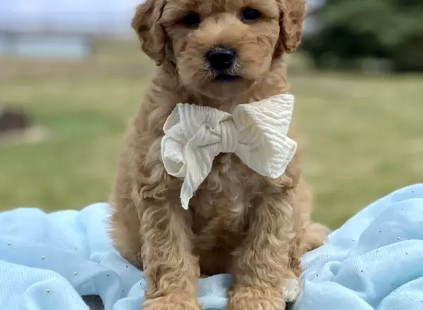 Goldendoodle - Bart