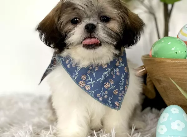 Shih Tzu - Spruce