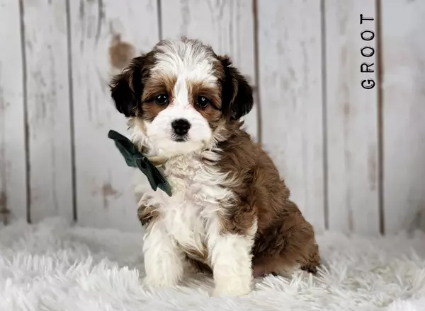 Aussiedoodle - GROOT