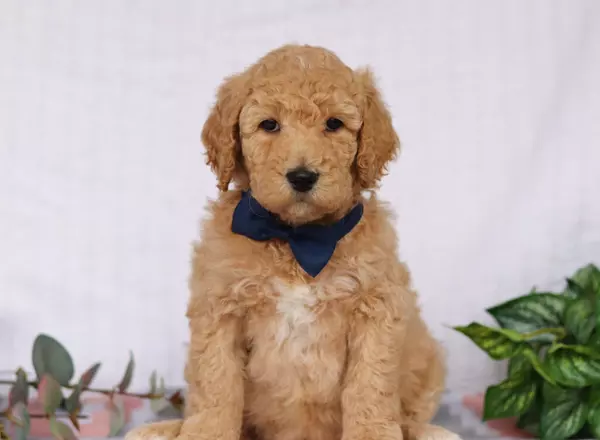 Standard Poodle - Beethoven