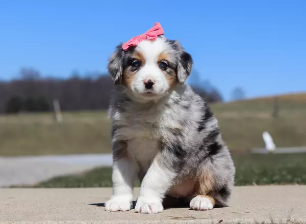 Australian Shepherd - Grace