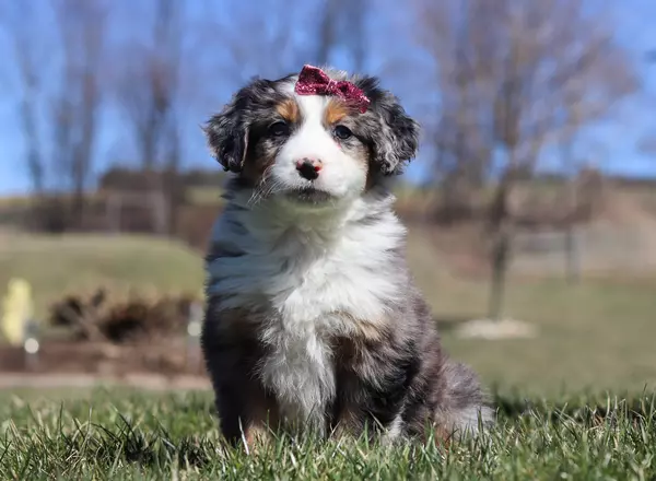 Australian Shepherd - Kate