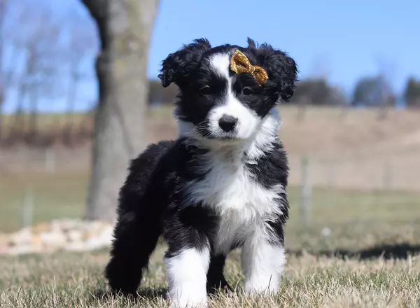 Australian Shepherd - Lexi