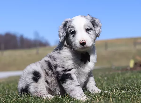 Australian Shepherd - Leo