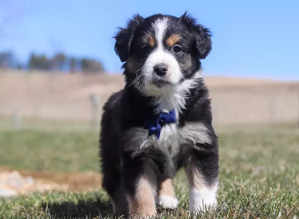 Australian Shepherd - Jesse