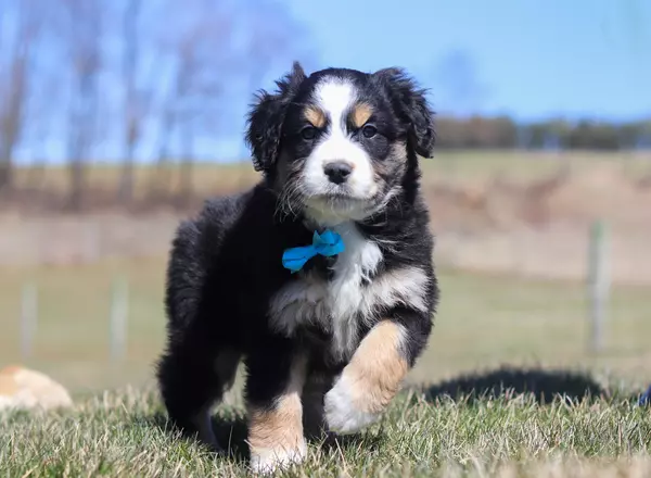 Australian Shepherd - Luke