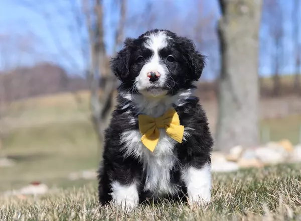 Australian Shepherd - Cody