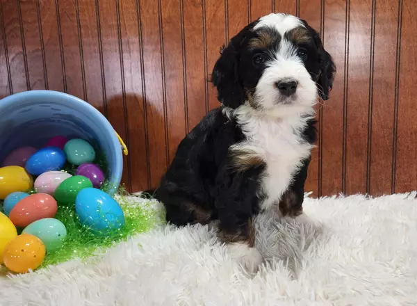 Mini Bernedoodle - Maizey