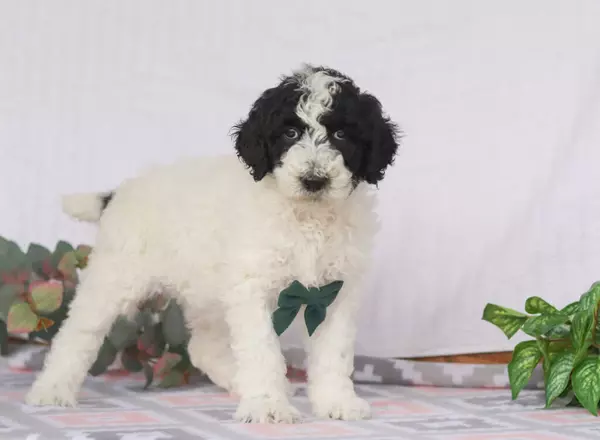 Standard Poodle - Diego