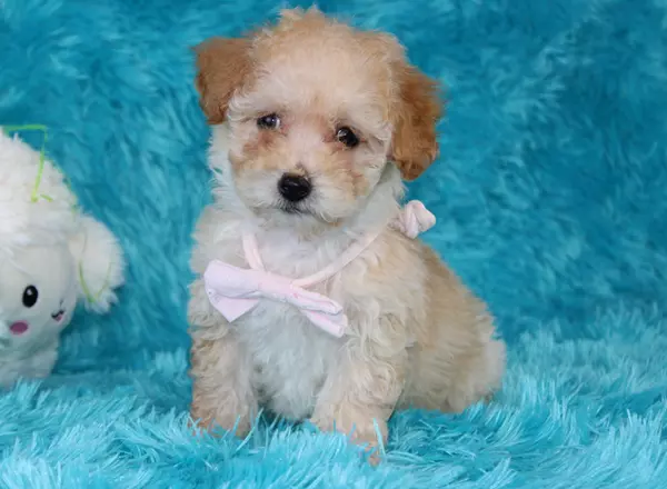 Toy Poodle - Gigi