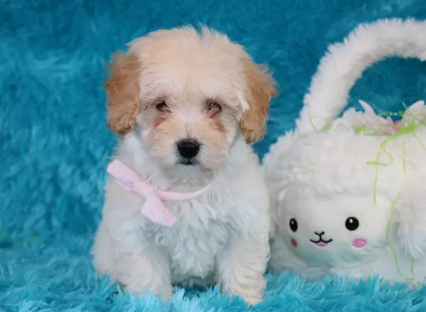Toy Poodle - Duchess