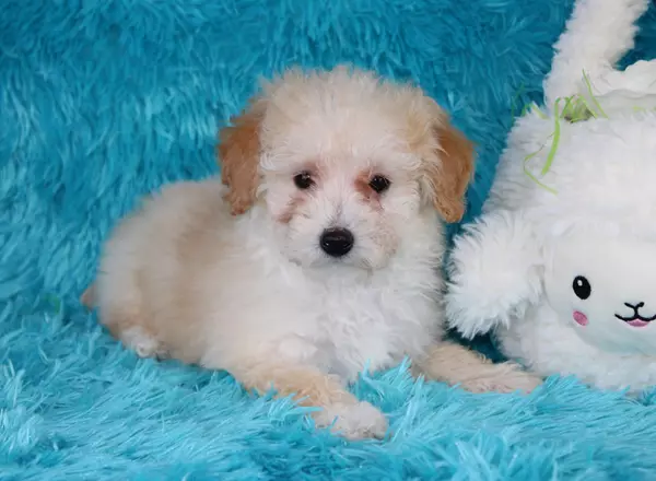 Toy Poodle - Sawyer