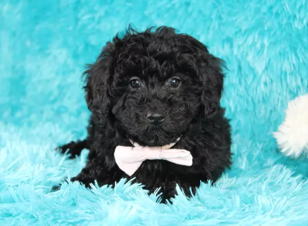 Toy Poodle - Pixie