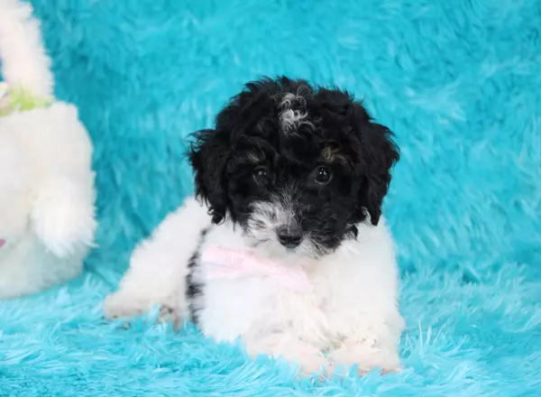 Toy Poodle - Coco