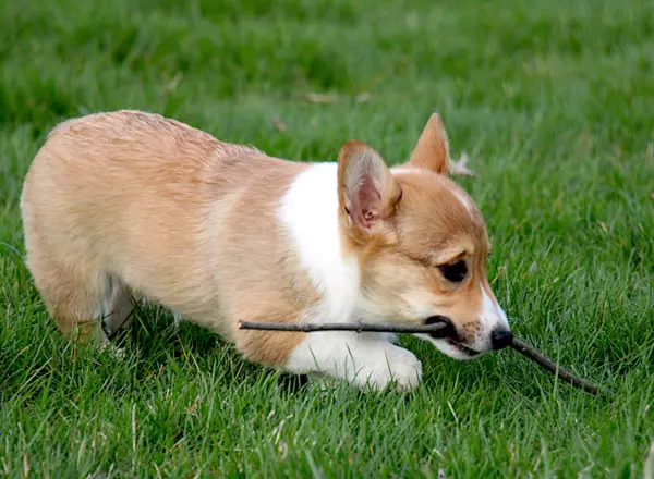 Welsh Corgi -Pembroke - Penny