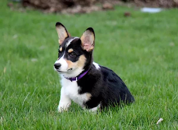 Welsh Corgi -Pembroke - Reba