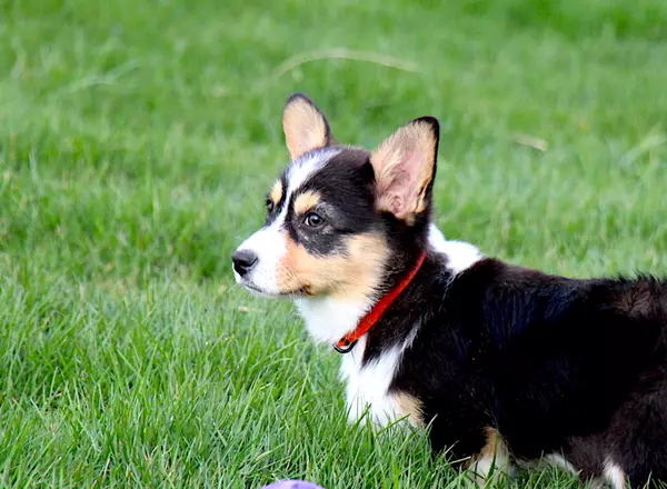 Welsh Corgi -Pembroke - Black Beauty