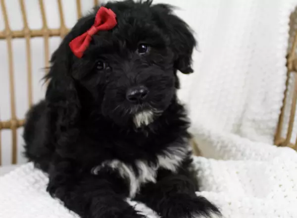 Portuguese Water Dog - Stormy