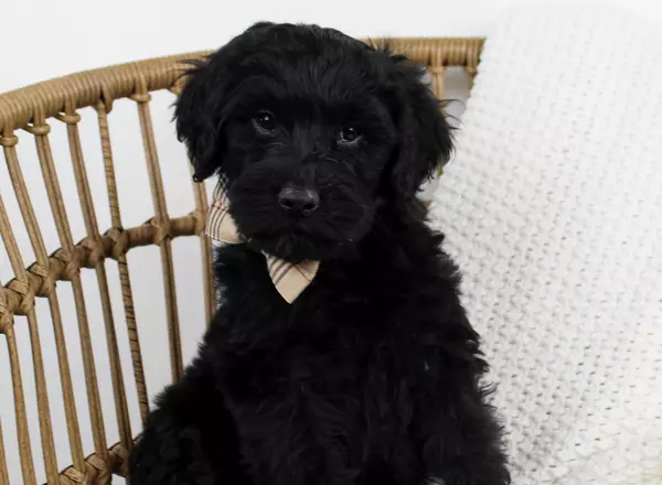 Portuguese Water Dog - Skipper