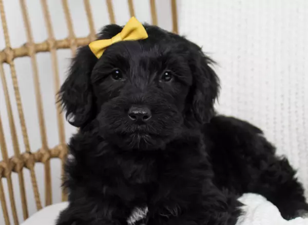 Portuguese Water Dog - Shelly