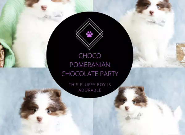 Pomeranian - Choco