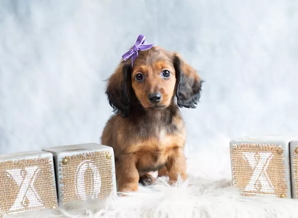 Dachshund - MINI SHORTY