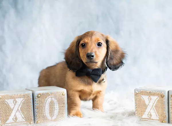 Dachshund - BEANIE