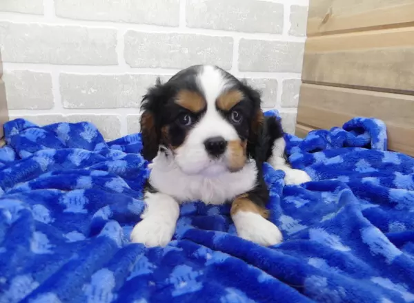 Cavalier King Charles Spaniel - BENNY