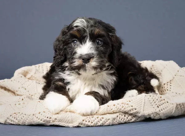 Mini Bernedoodle - Lance
