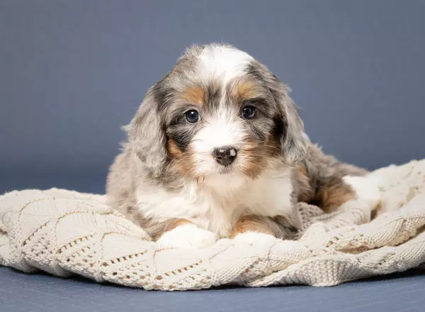 Mini Bernedoodle - Lily