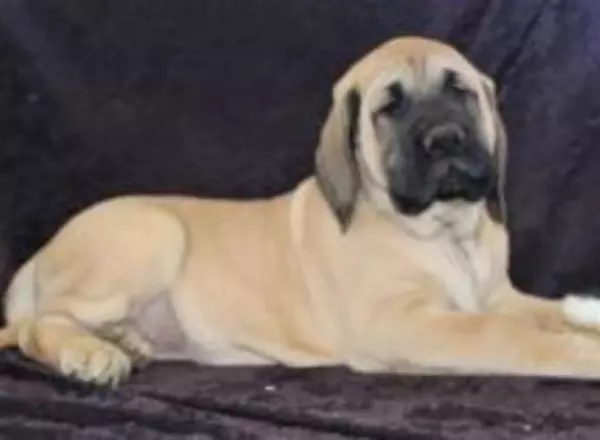 English Mastiff - Zack