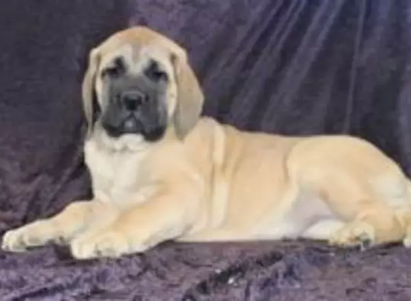 English Mastiff - Holly