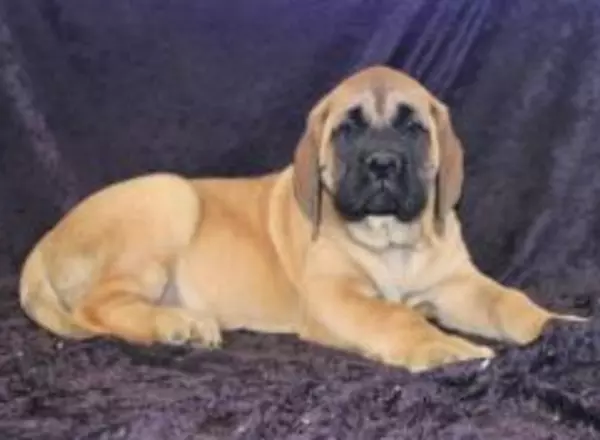 English Mastiff - Muffy