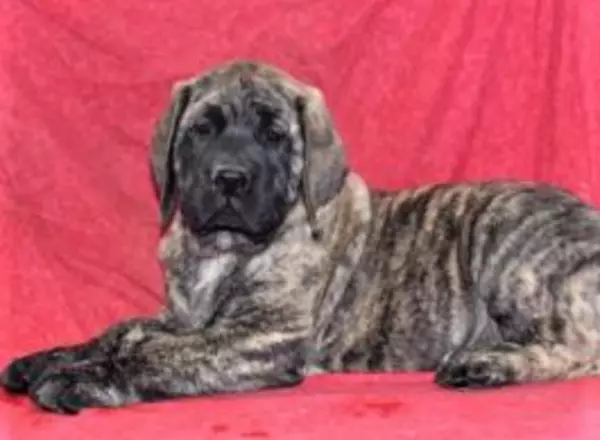 English Mastiff - Boas