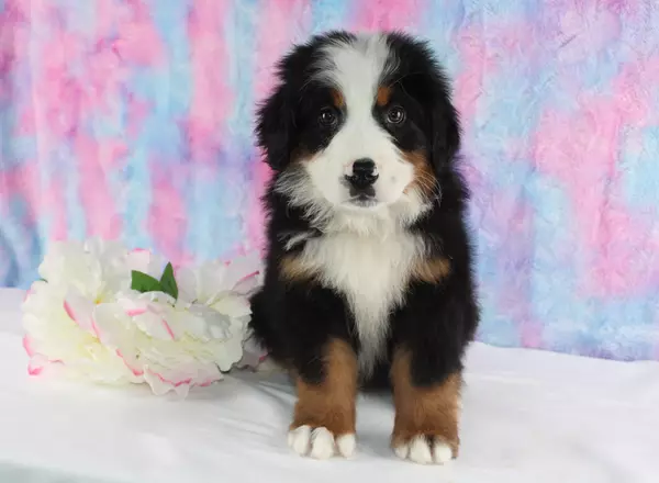 Bernese Mountain Dog - Abbott