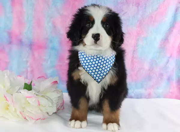 Bernese Mountain Dog - Maddox