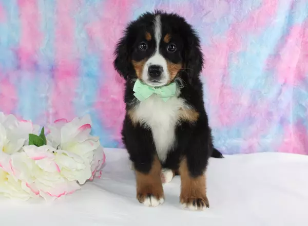 Bernese Mountain Dog - Dale