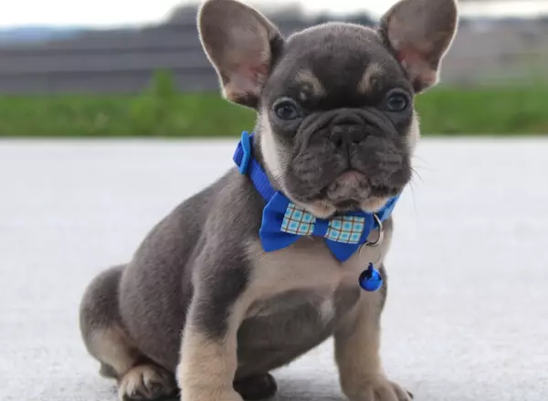 French Bulldog - Bingo