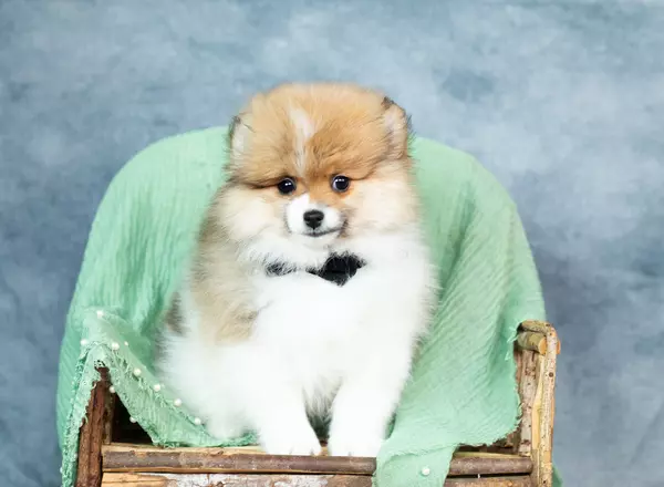Pomeranian - AKC Chester