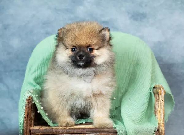 Pomeranian - Hector AKC