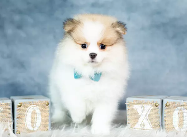 Pomeranian - Barkley AKC