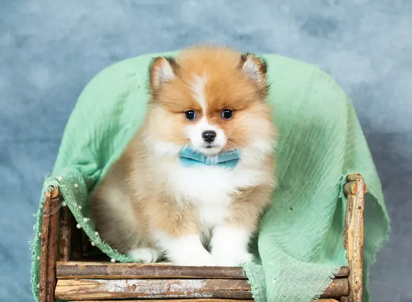 Pomeranian - Spike AKC