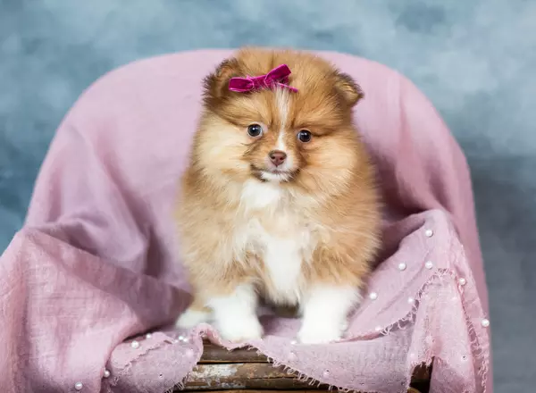 Pomeranian - Hetty AKC