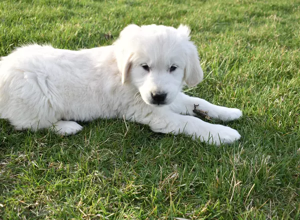 Golden Retriever - English Cream - Daisy